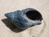 Whelk
