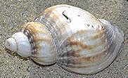 De Kinkhoorn (Buccinum undatum).
