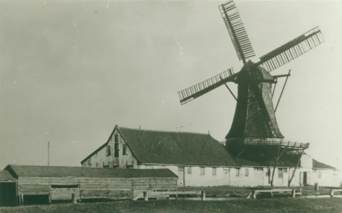 De oliemolen van Kingma bij Makkum in 1921: de kantige stellingmolen met de lange witte bijgebouwen. Volgens het bijschrift van Tresoar werd de molen in 1764 gebouwd en in 1930 gesloopt.
